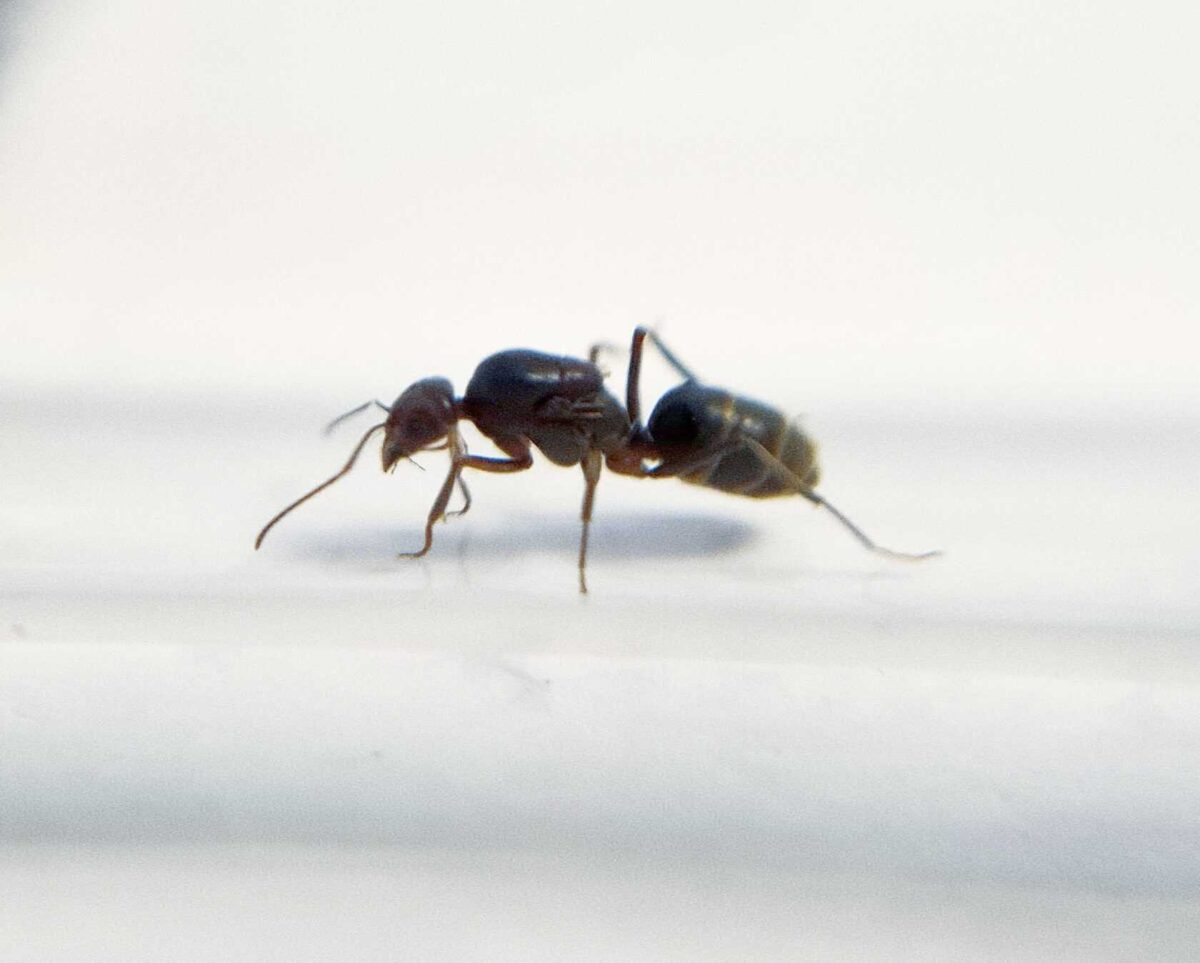 "Dorymyrmex pogonius ant holding food"