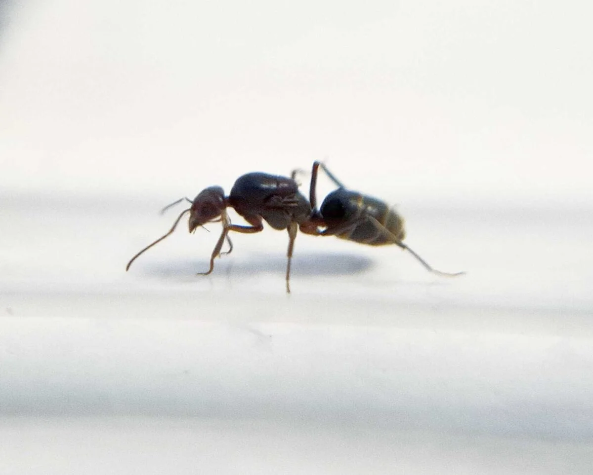 „Dorymyrmex pogonius Ameise hält Futter“