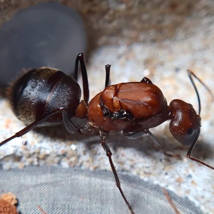 Camponotus angusticollis  Image 2