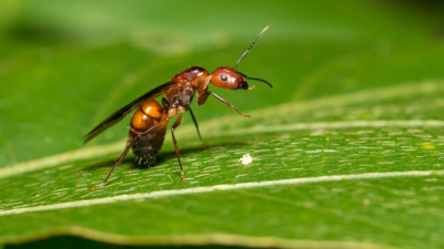 Camponotus nicobarensis — królowa po locie