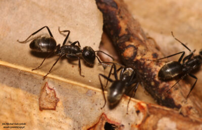 Colobopsis Leonardi 1