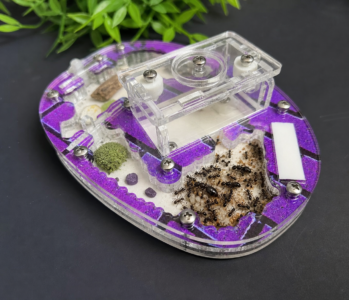 Formicarium centre