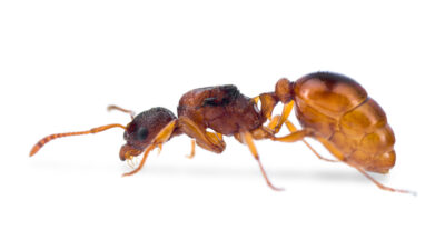 Mrówki w domu – przewodnik dla początkujących po hodowli mrówek  Buy Ants, Formicaria & Ant Accessories | AntOnTop