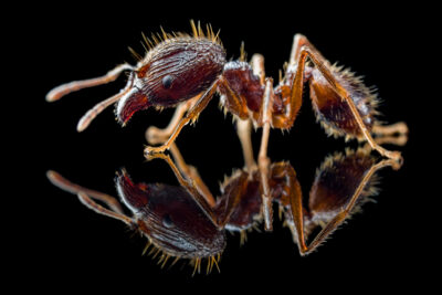 Mrówki Pheidole  Buy Ants, Formicaria & Ant Accessories | AntOnTop