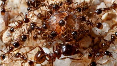 Mrówki Pheidole  Buy Ants, Formicaria & Ant Accessories | AntOnTop