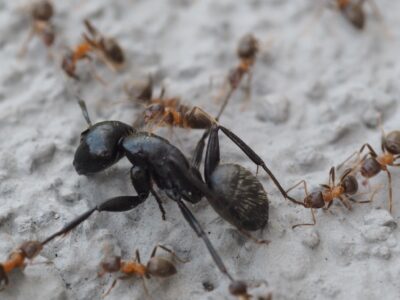 antbattle