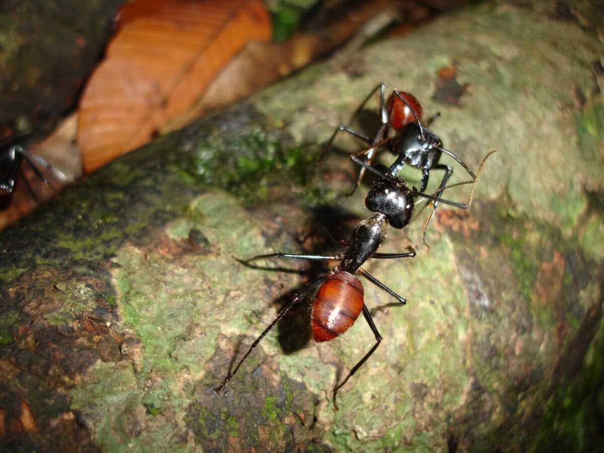 "Dinomyrmex gigas : espèces de fourmis massives."