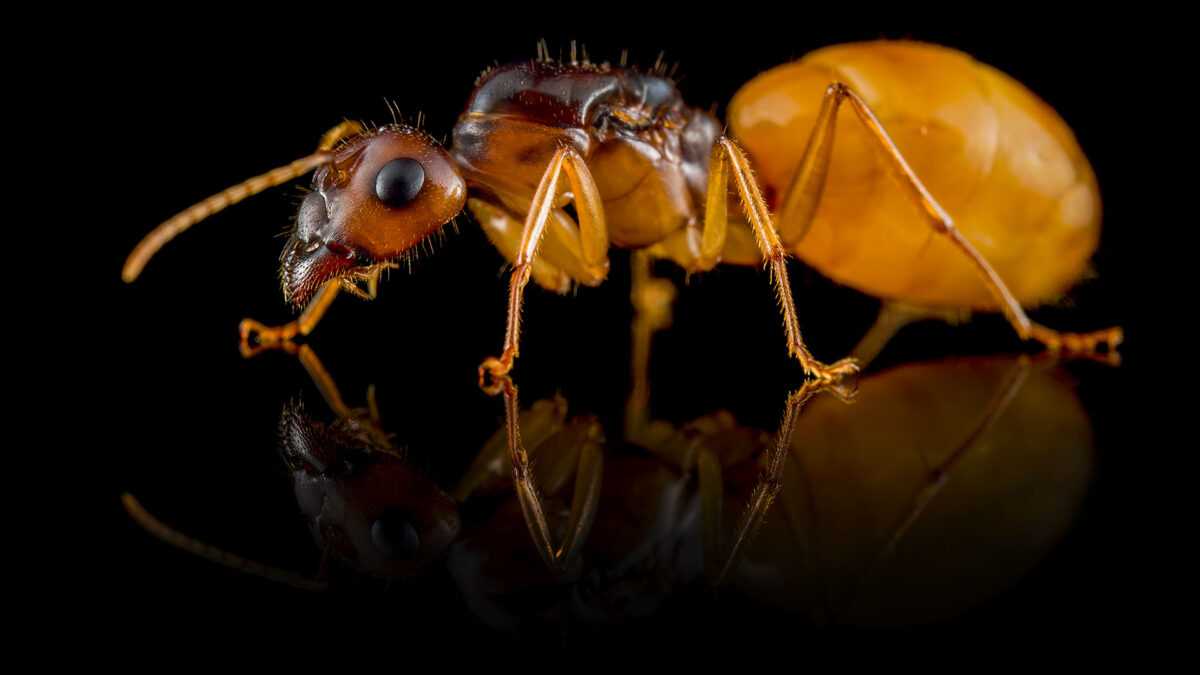 кампонотус федщенкои Camponotus fedtschenkoi