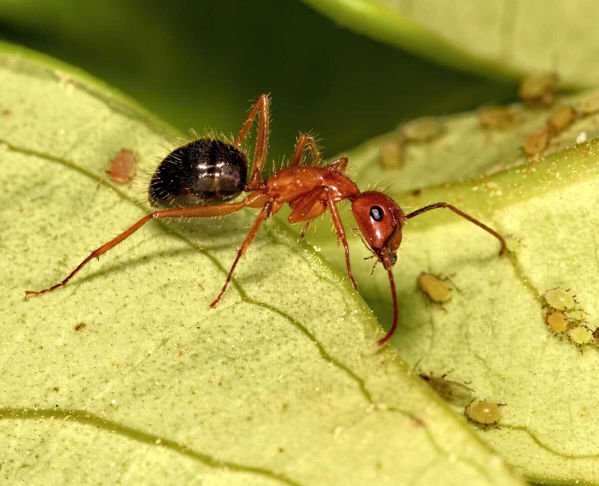 Camponotus floridanus лускатий Camponotus floridanus