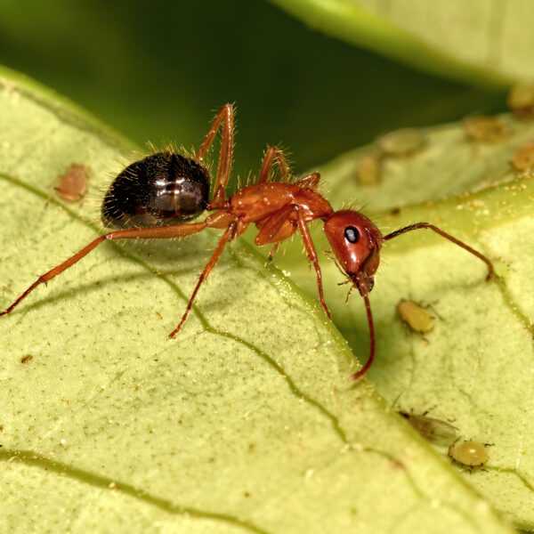 camponotus floridanus Main Page