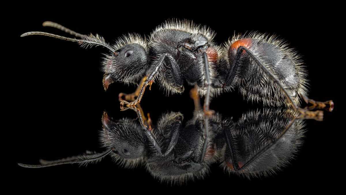 Camponotus mutilarius Königin Camponotus mutilarius (xiangban)