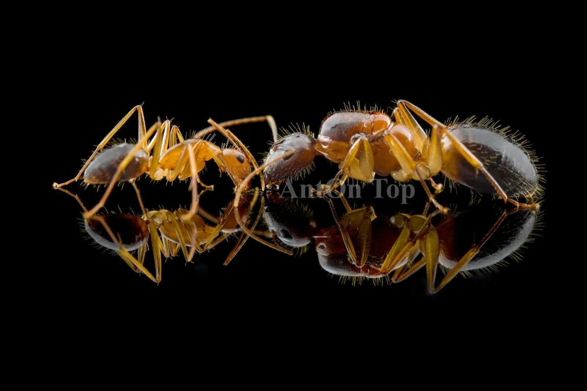 „Kolonia mrówek Camponotus pseudoirritans w terrarium”