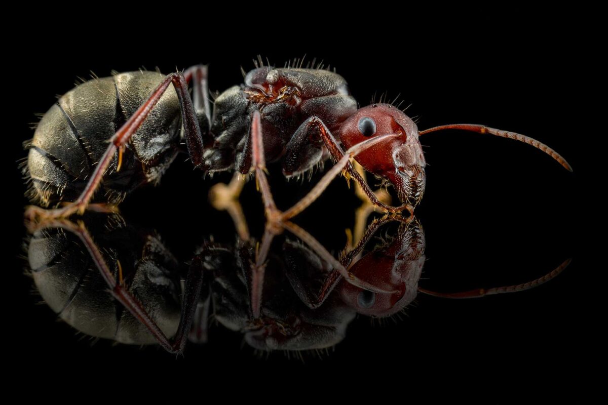 "Camponotus sericeus: A vibrant and exquisite species."