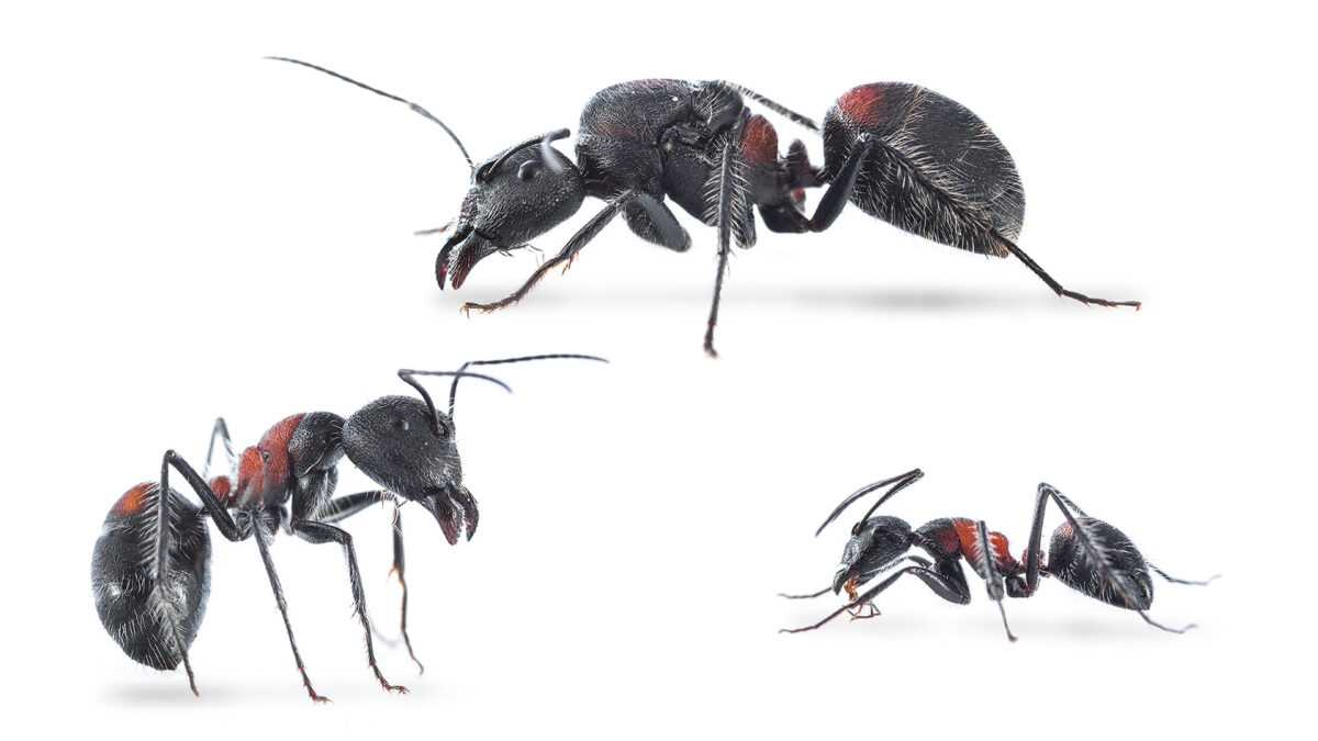 Camponotus Camponotus mutilarius (Xiangban)