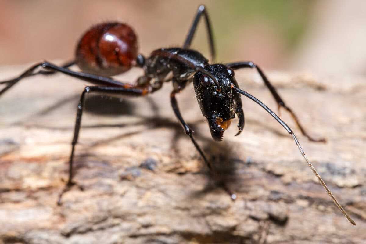 Dinomyrmex gigas à l'échelle Dinomyrmex gigas