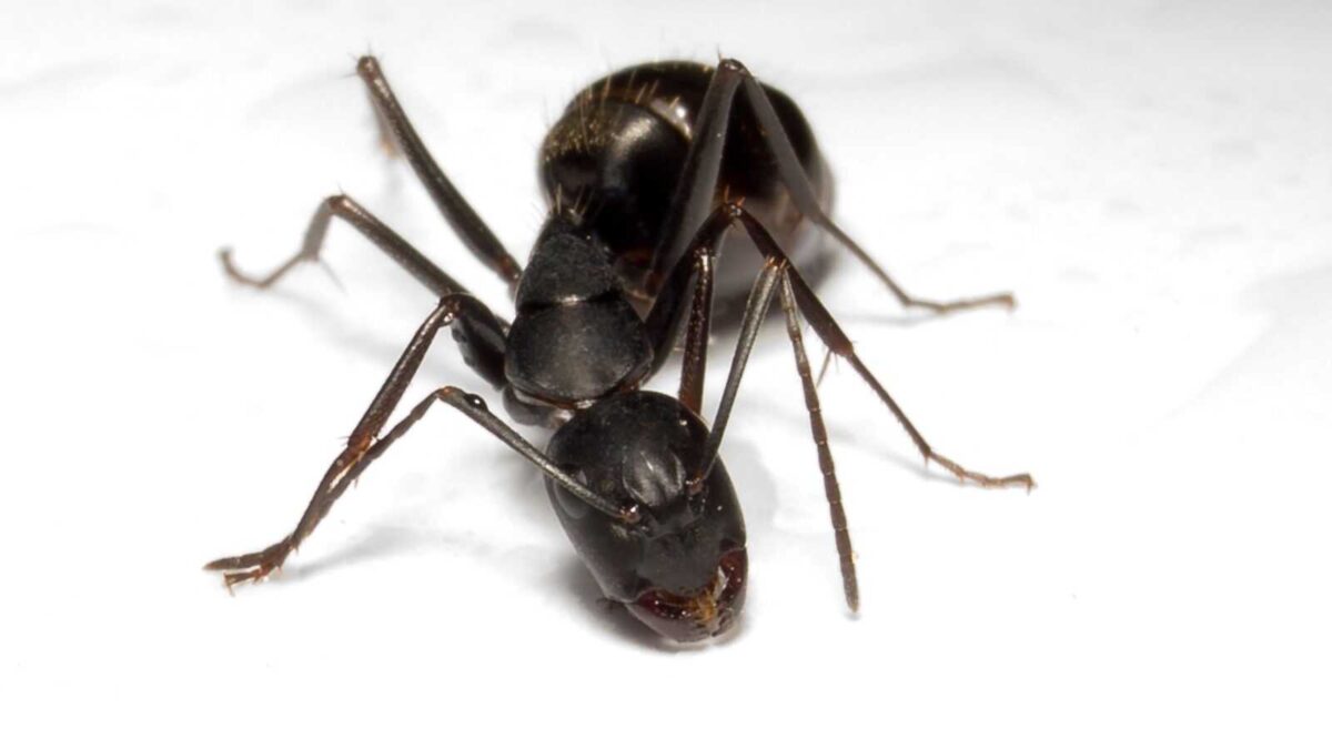 Camponotus japonicus - Colección de especies de hormigas