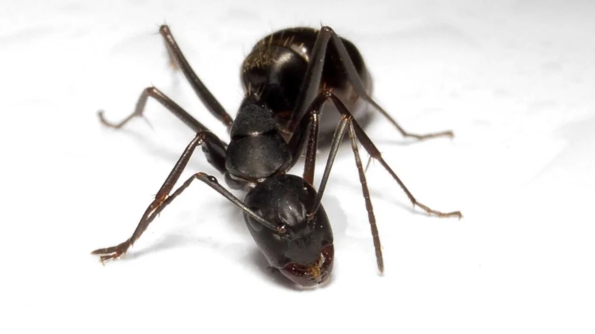 Camponotus japonicus - Kolekcja gatunków mrówek