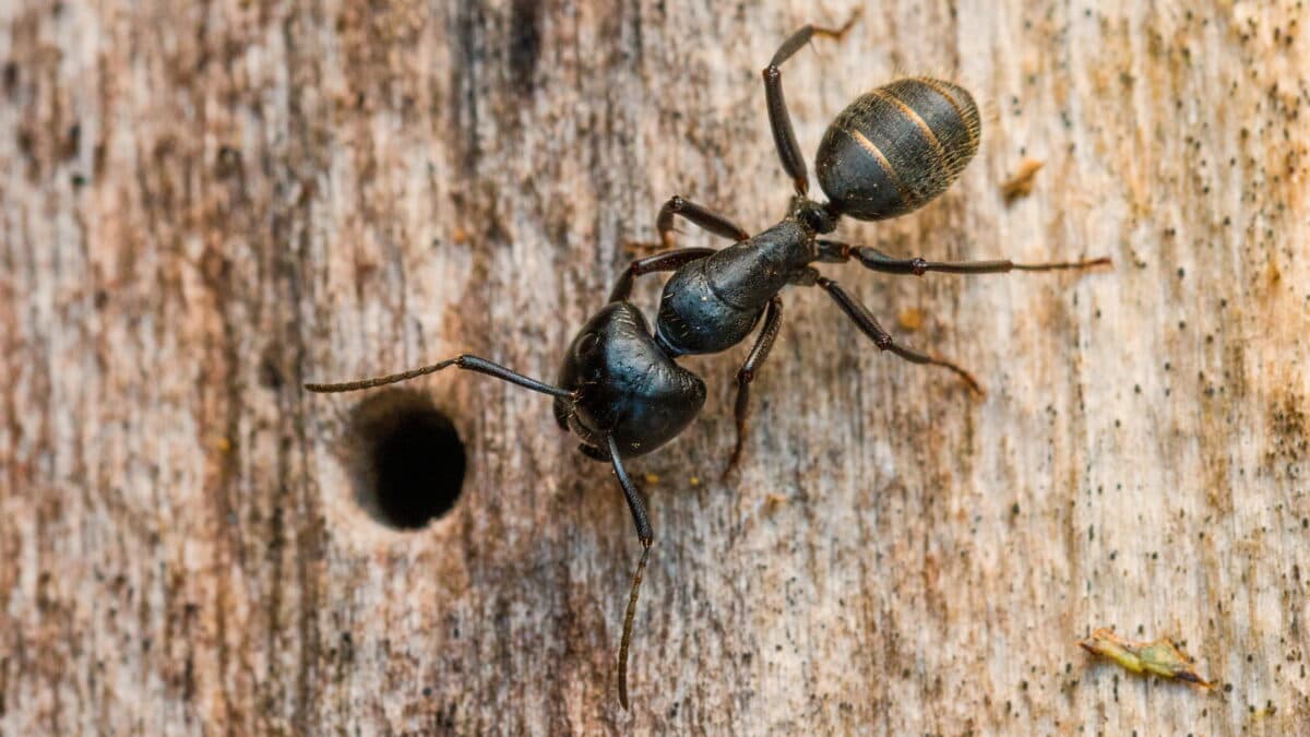 "Camponotus saxatilis" product image, highly detailed.