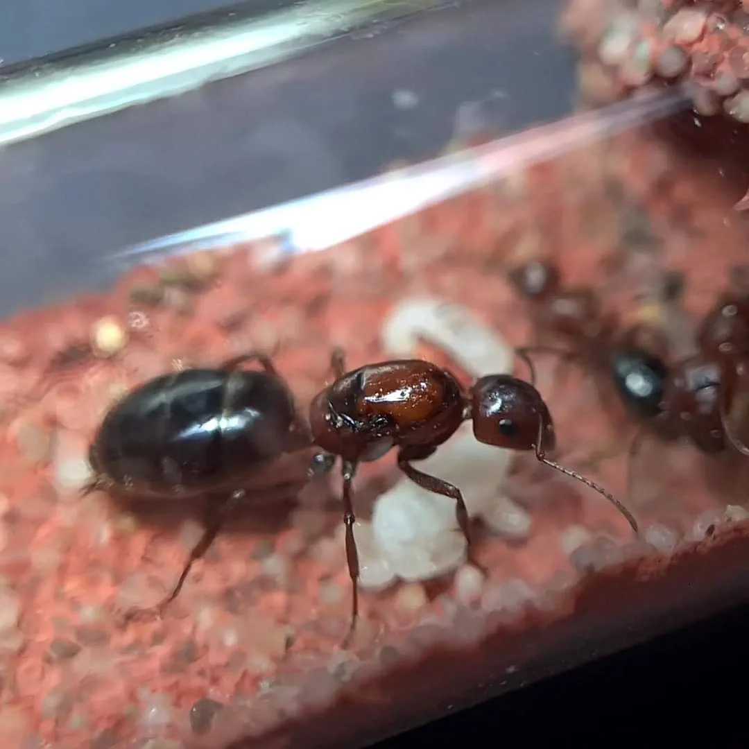 "Colonie de fourmis Camponotus vanispinus à vendre"