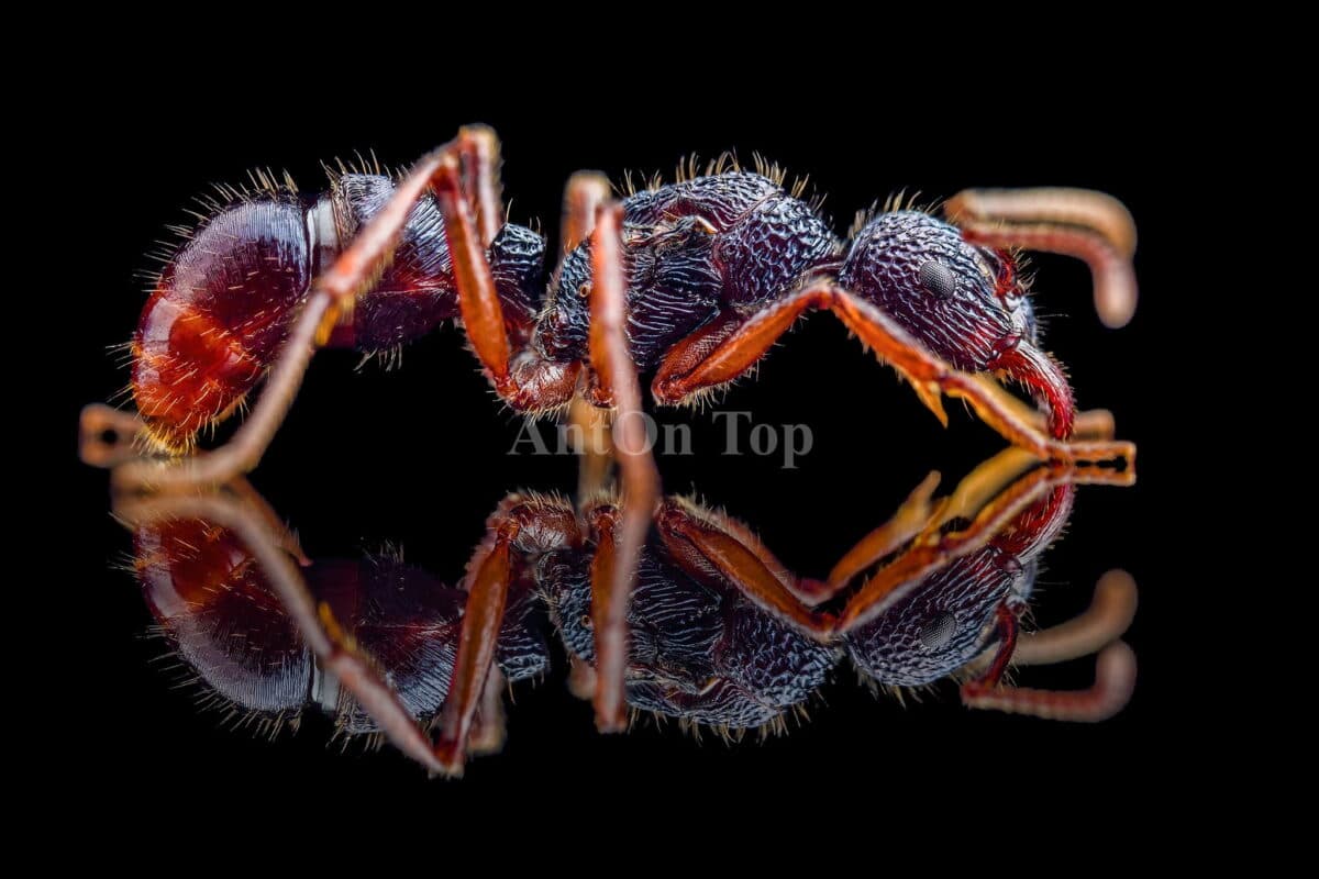 "Rhytidoponera chalybeae - A fascinating ant species."