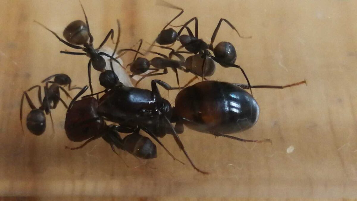 „Ameisenkolonie Camponotus nicobarensis: Der perfekte Lebensraum für Insekten“