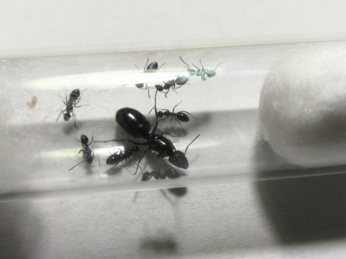 „Mrówka Camponotus piceus – ciekawy pełzacz natury”