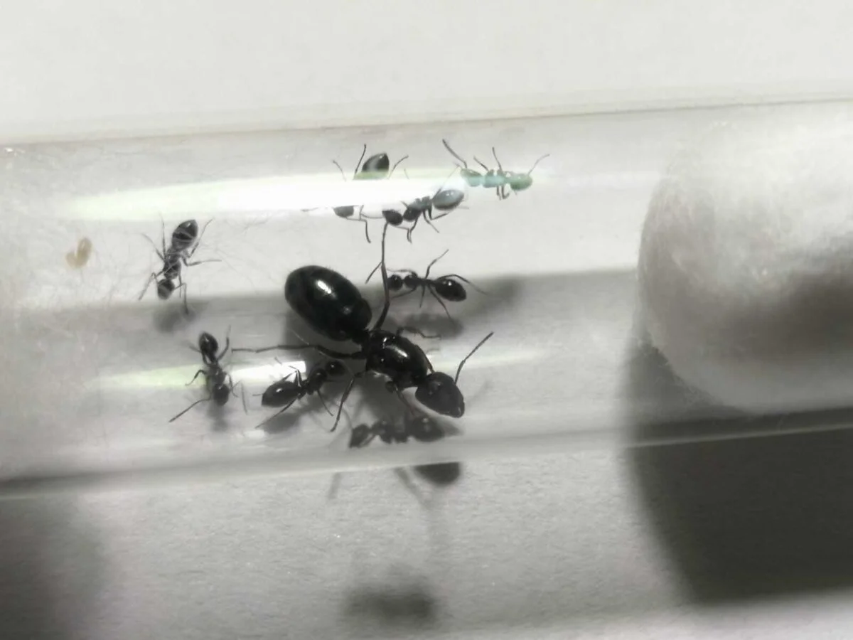 «Мураха Camponotus piceus – допитливий повзун природи»