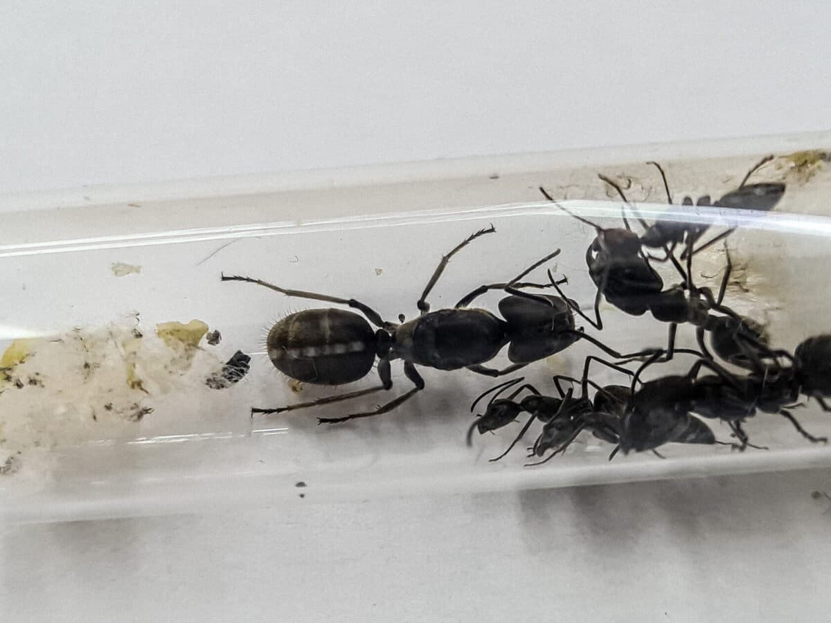 Testo alternativo: "Camponotus holosericeus - Una specie di formica affascinante"