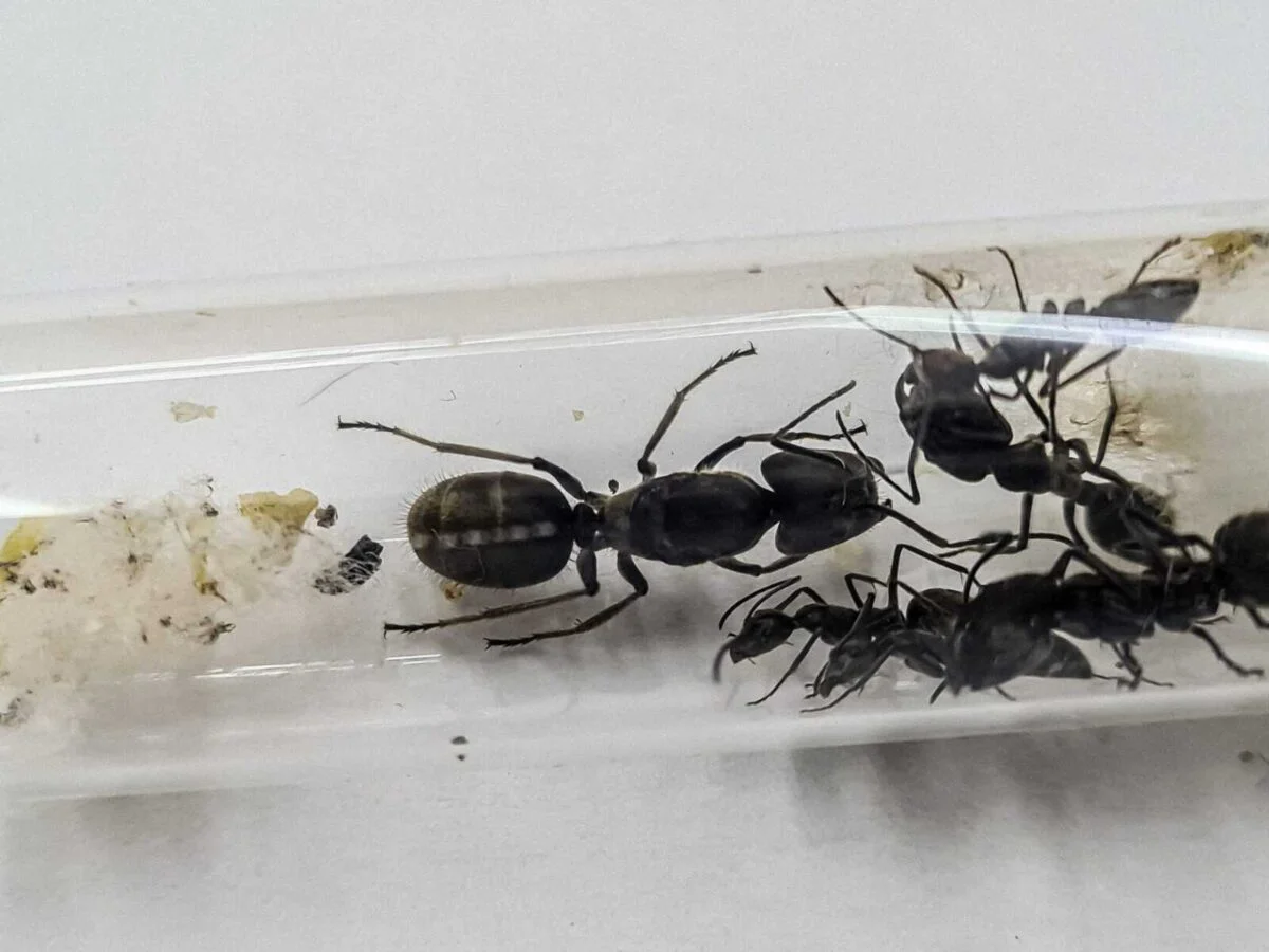 Texto alternativo: "Camponotus holosericeus: una especie de hormiga fascinante"