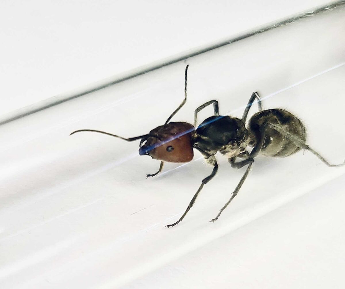 Ameise „Camponotus singularis“ im natürlichen Lebensraum.