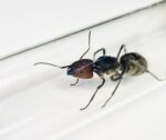 Mrówka „Camponotus singularis” w naturalnym środowisku.