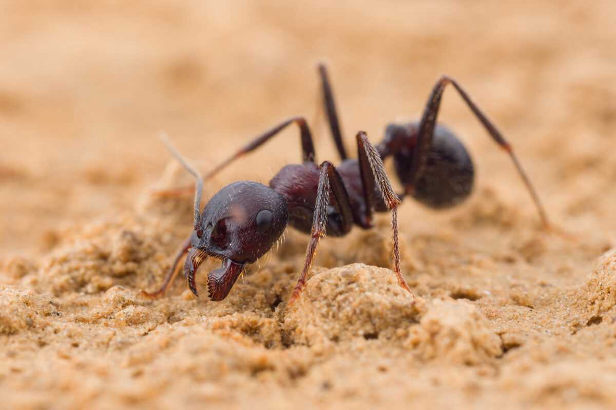 „Messor arenarius: Sandameisen zu verkaufen“