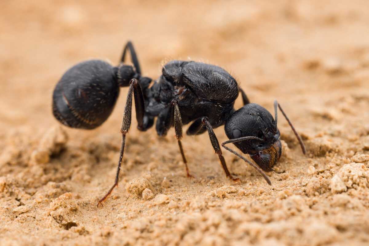 "Messor Arenarius - Solution puissante de contrôle des fourmis"