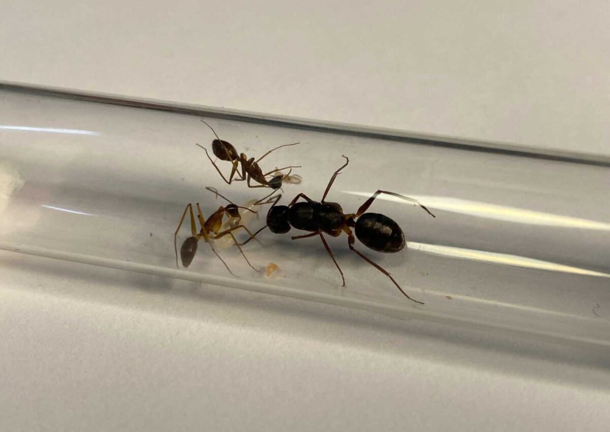 Gniazdo kolonii mrówek 'Camponotus mitis' - bestseller.