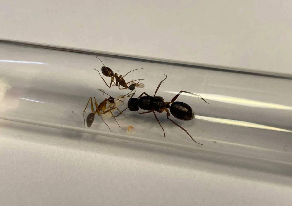 Nido di formiche 'Camponotus mitis' - il più venduto.