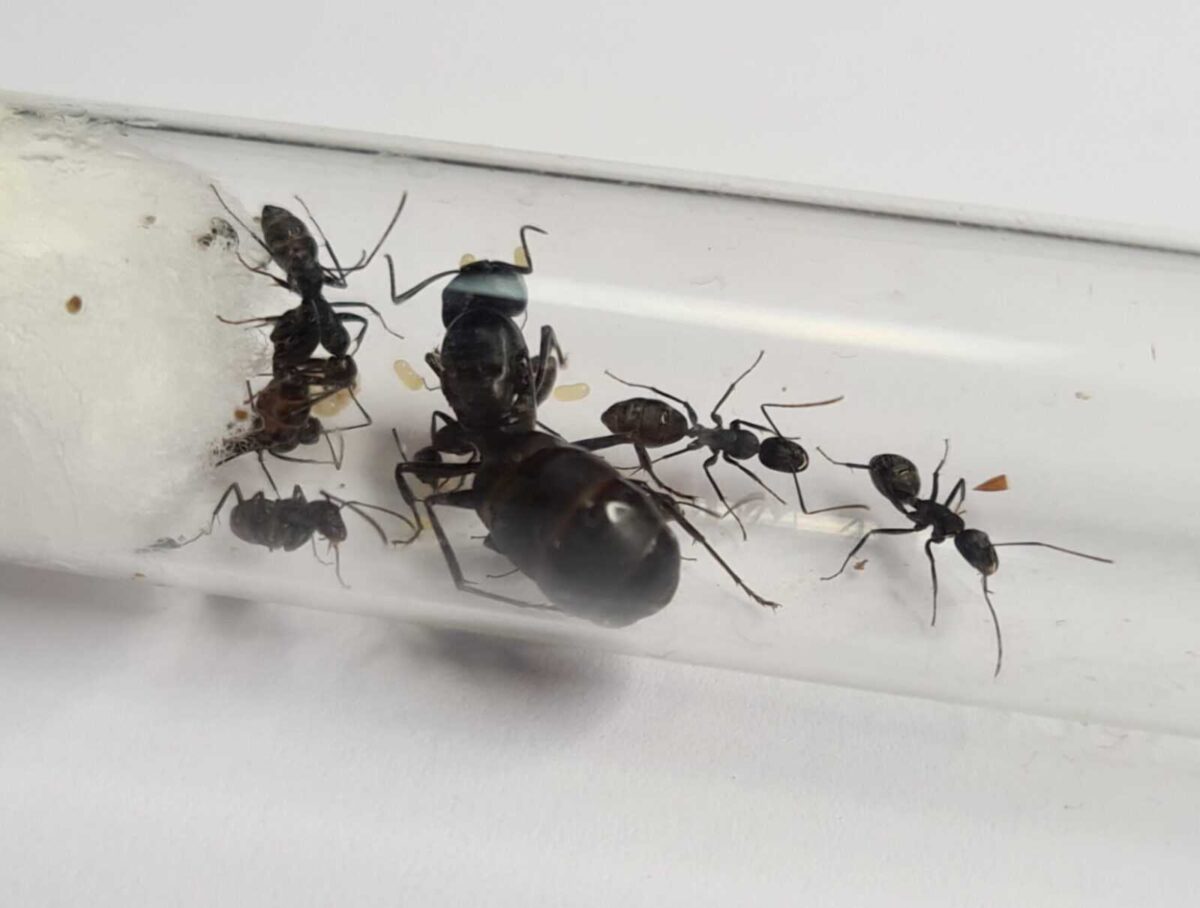 "Primer plano de la especie de hormiga Camponotus japonicus".