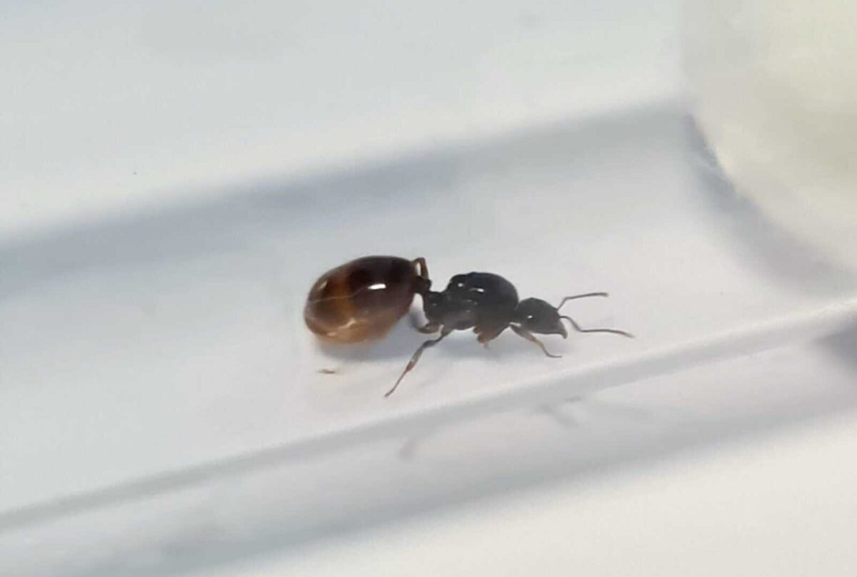 "Aphaenogaster dulcinea: A Close-up View"