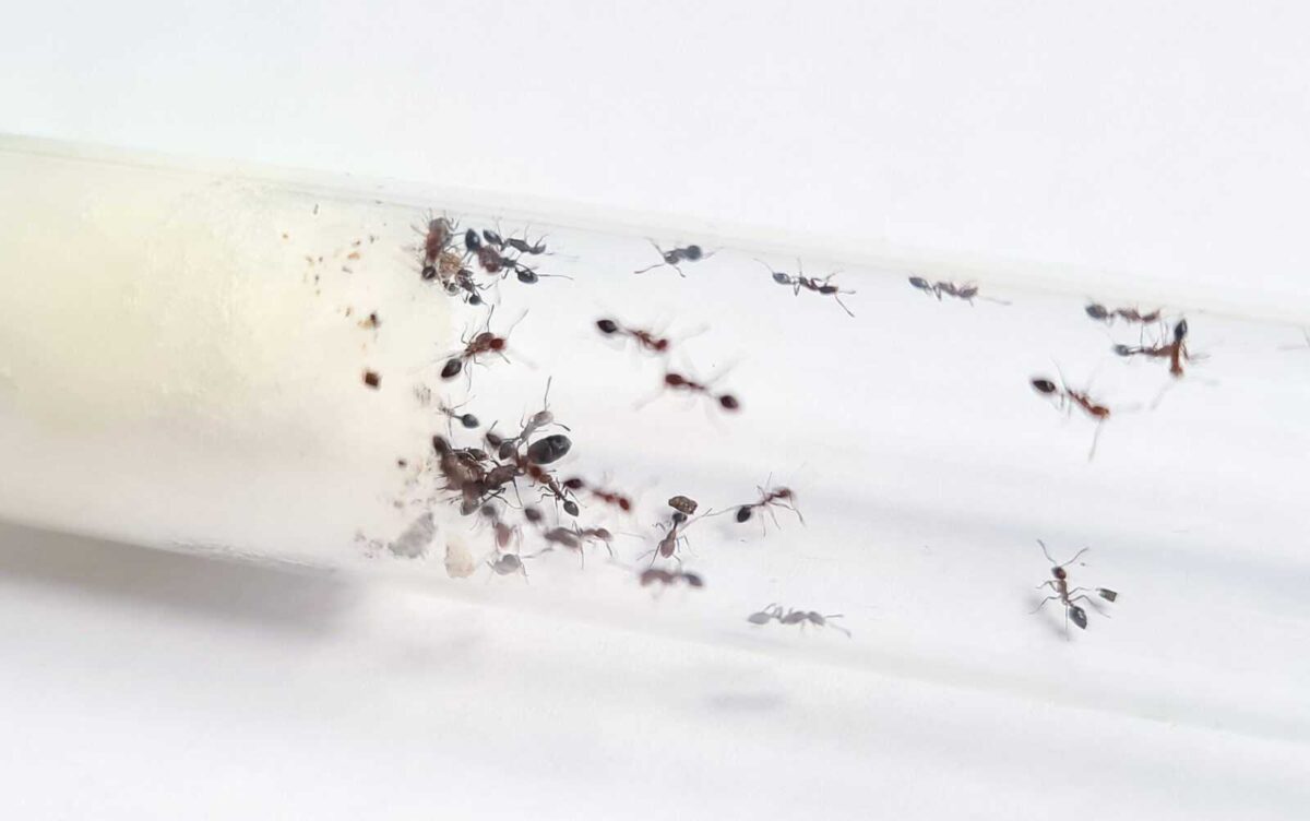 «Monomorium subopacum: високоякісний і універсальний продукт».