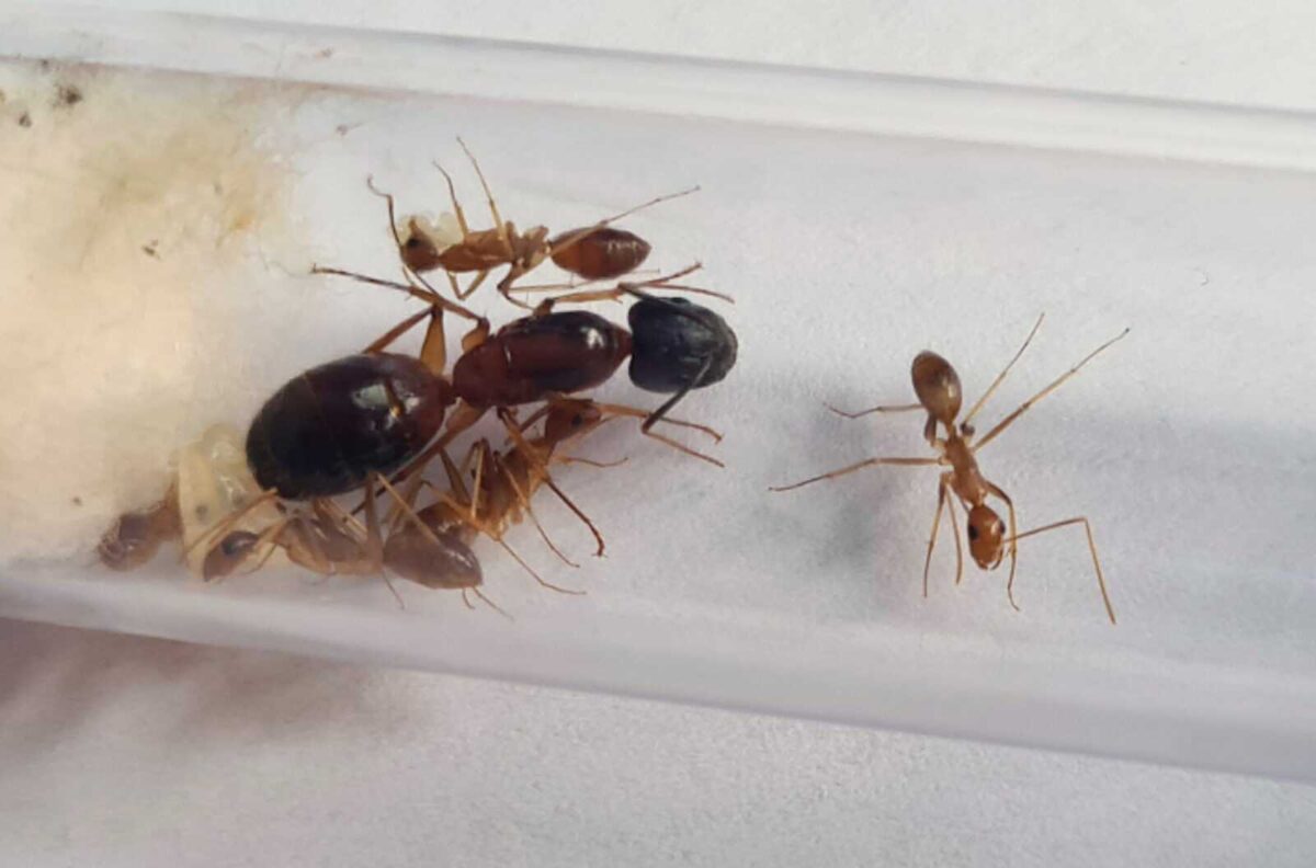 «Camponotus irritans: міцна та ефективна колонія мурашок»