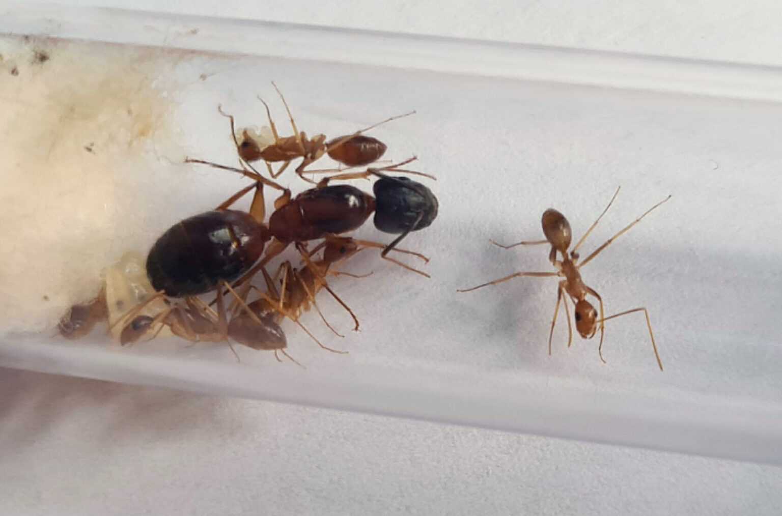 ᐉ Camponotus Irritans: Monogynous Ant Species With Impressive Color