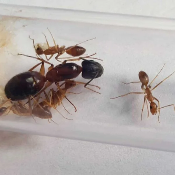 "Camponotus irritans: Colonia di formiche durevole ed efficiente"