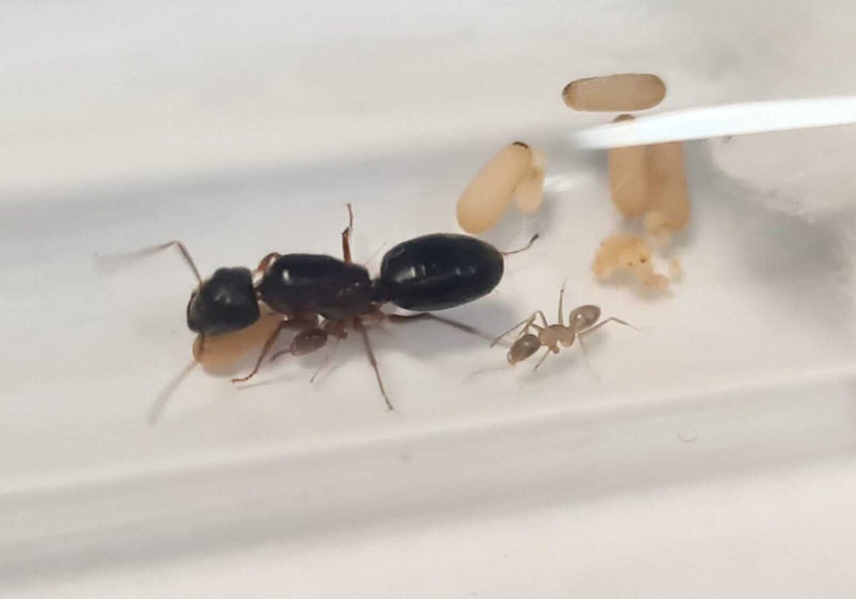 "Camponotus albosparsus" - Ant Habitat Kit.