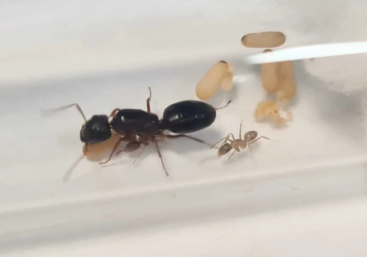 "Camponotus albosparsus" - Набір для проживання мурах.