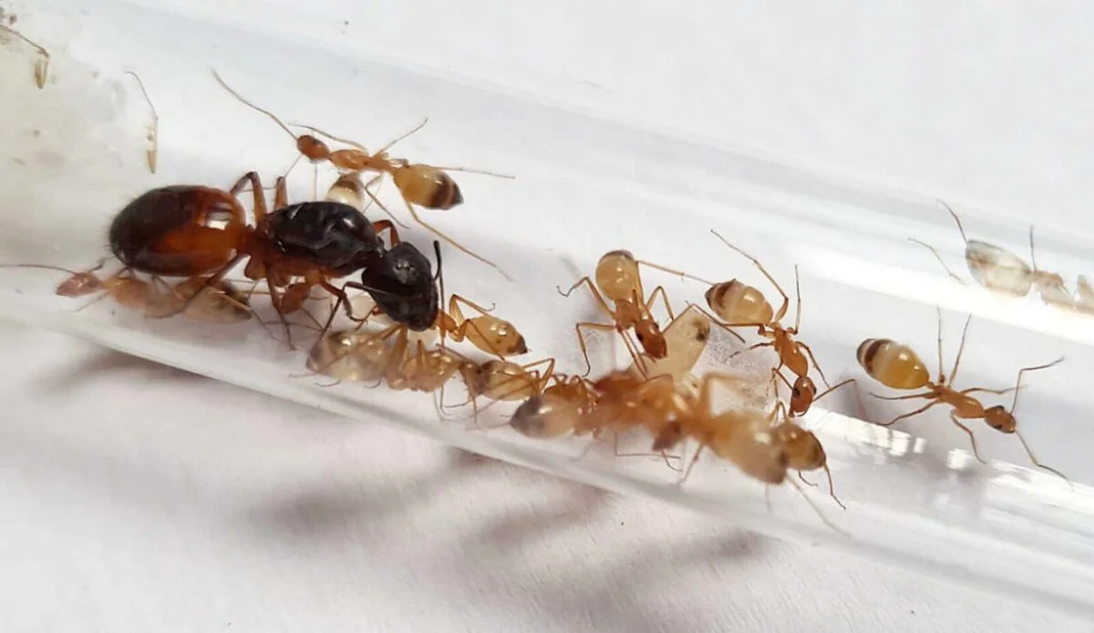 "Camponotus sanctus : Petite ferme de fourmis pour observer les fourmis."