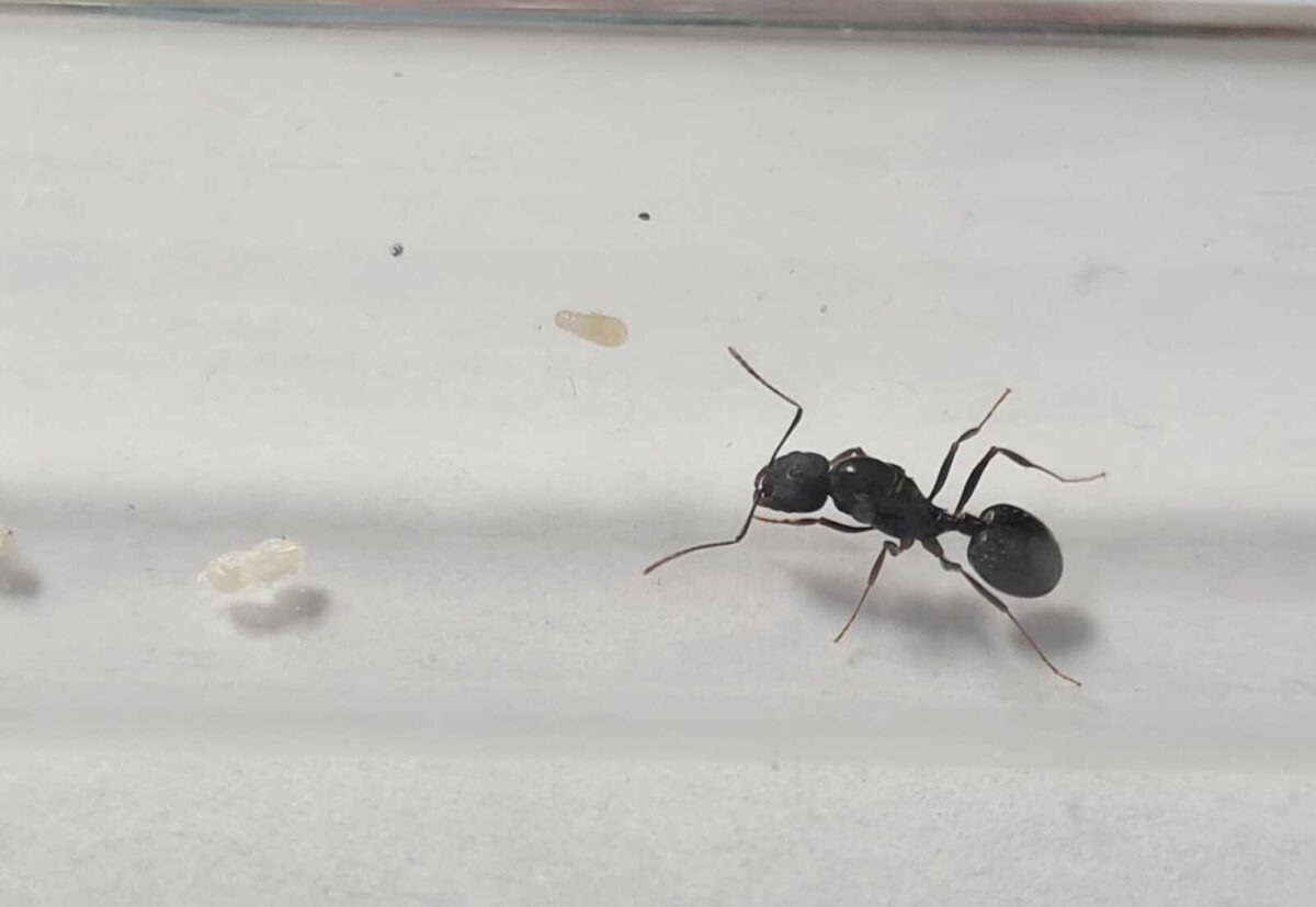 "Aphaenogaster gibbosa - Efficient and industrious ant"