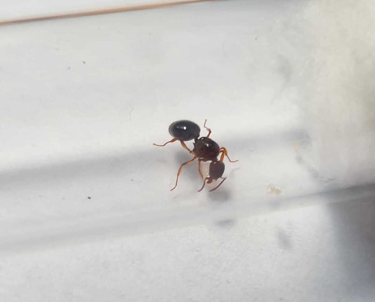 "Aphaenogaster subterranea: Efficient and Hardworking Ants"