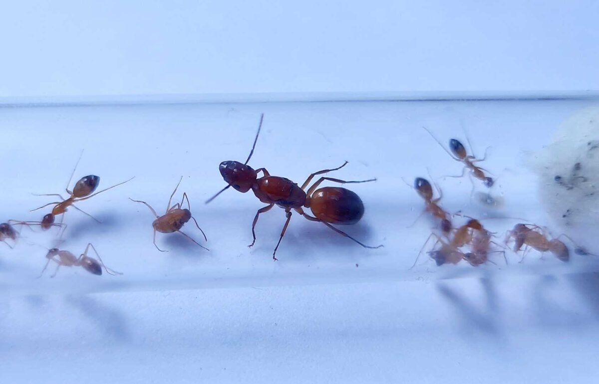 "Camponotus baldaccii ant colony in glass enclosure"