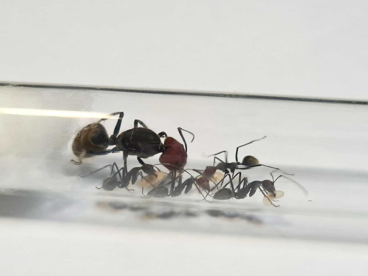 "Camponotus singularis: la granja de hormigas definitiva"