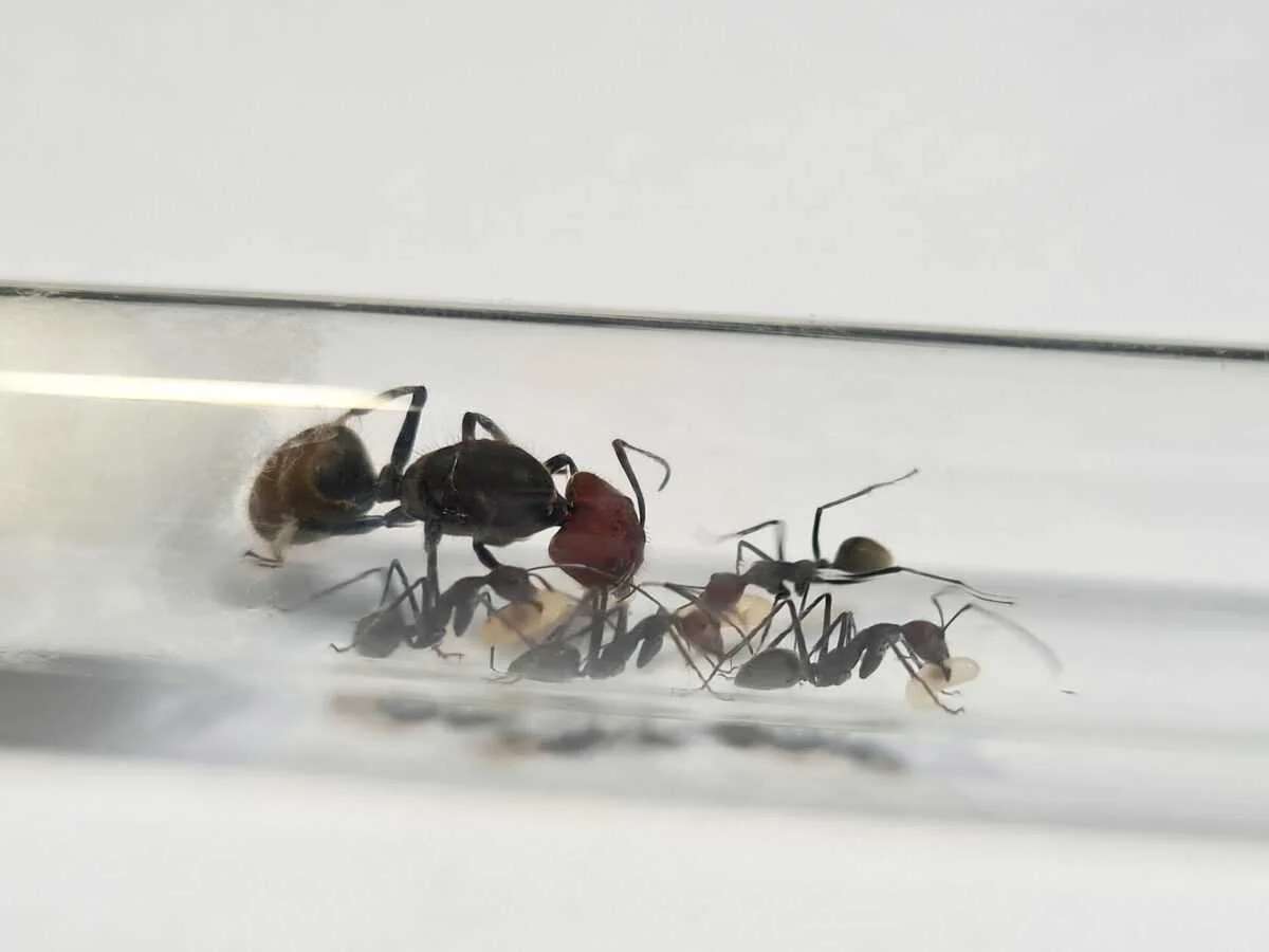 «Camponotus singularis – найкраща мурашина ферма»