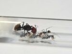„Camponotus singularis – najlepsza farma mrówek”